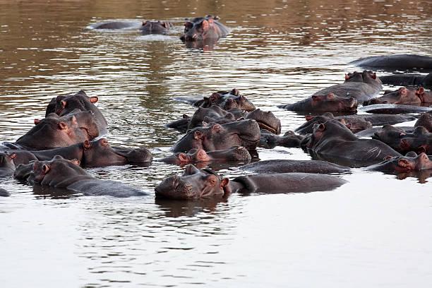 istock Hippopotamus masai mara river kenya 467416754