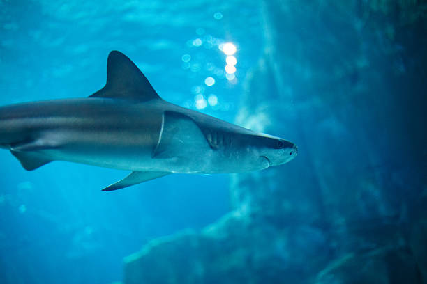 istock Tiger Shark in aquarium 467419290