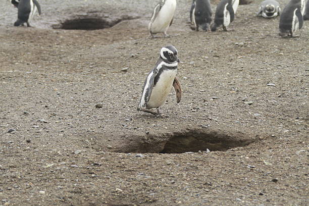 istock Penguins in Patagonia 467425356