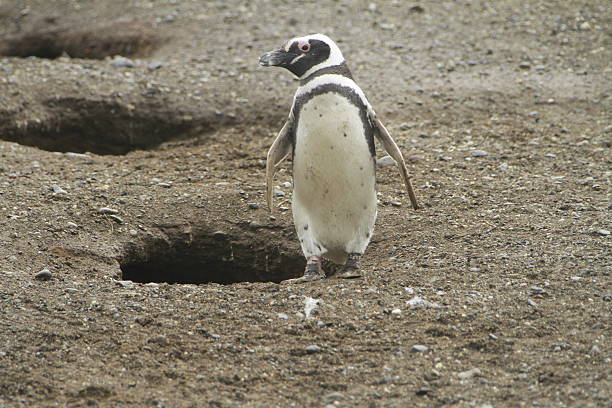istock Penguins in Patagonia 467425994