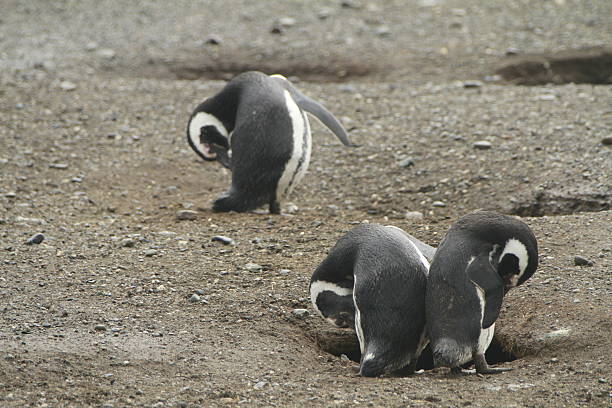 istock Penguins in Patagonia 467426030