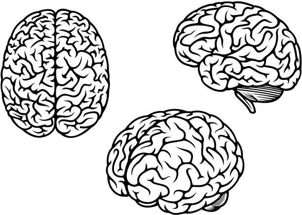 Human brain in three planes Human brain in three planes for medical design lobe illustrations stock illustrations