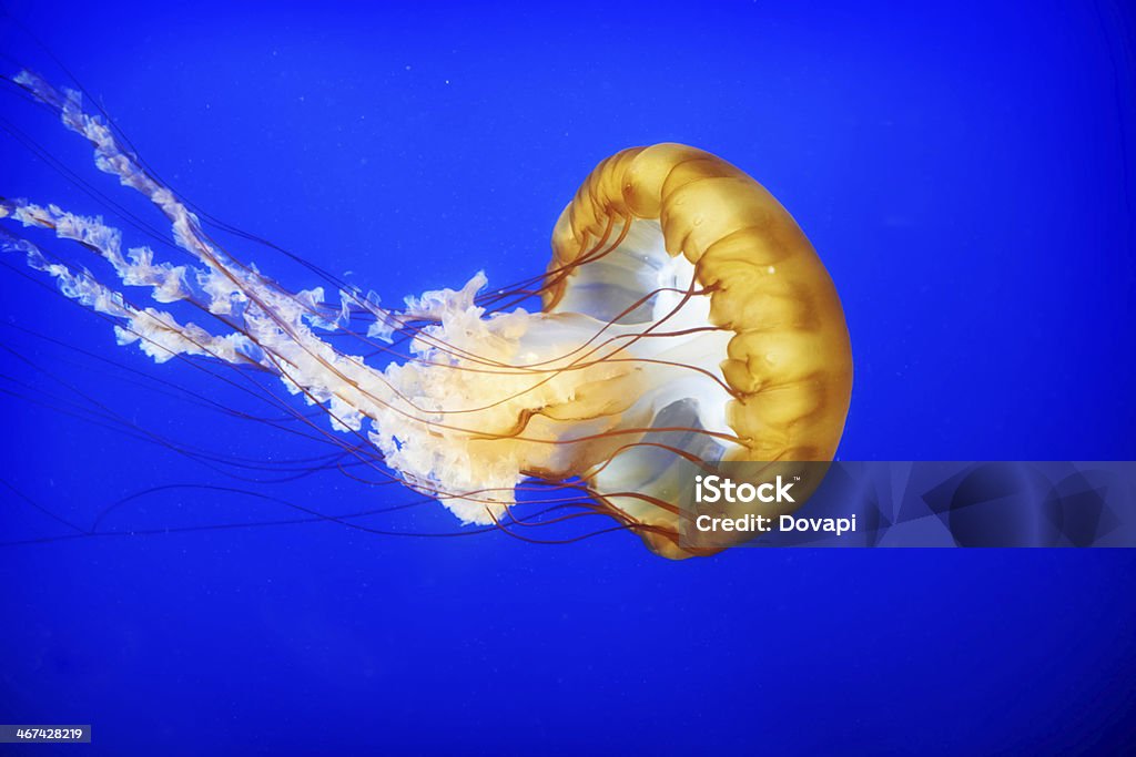 Orange jellyfish (Chrysaora fuscescens) Orange jellyfish (Chrysaora fuscescens or Pacific sea nettle) in blue ocean water Jellyfish Stock Photo