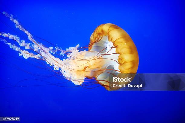 Orange Jellyfish Stock Photo - Download Image Now - Jellyfish, Animal, Animal Wildlife