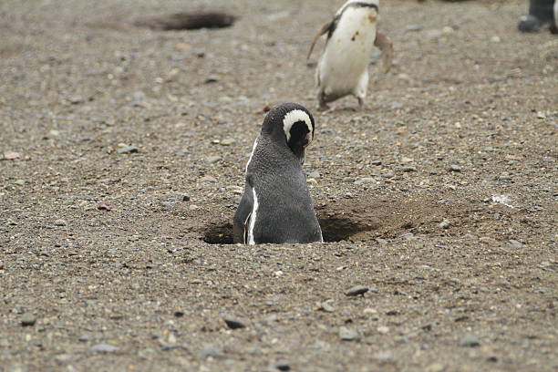 istock Penguins in Patagonia 467428448