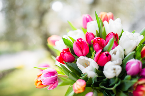 spring colorful tulips bouquet for easter and mothers day
