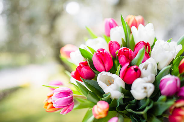 colorful tulips bouquet - tulpanbukett bildbanksfoton och bilder