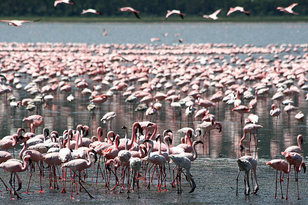 flamingos in afrika - lake nakuru stock-fotos und bilder