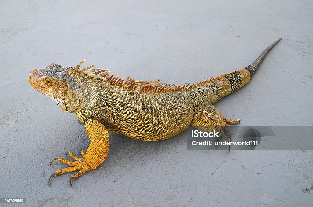 Colored Young Male Iguana Colored Young Male Iguana Lizard on a Gray Surface Africa Stock Photo