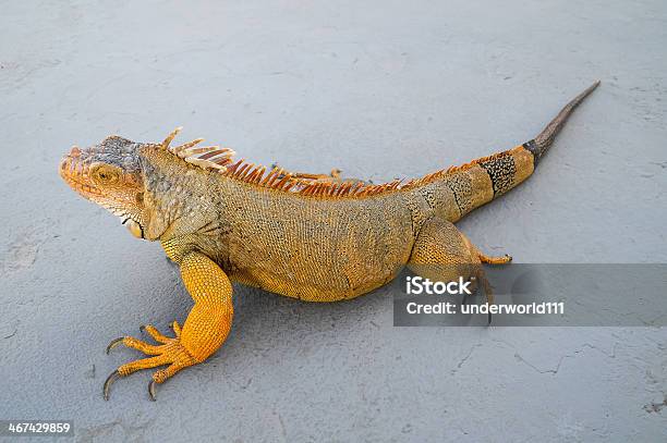 Colored Young Male Iguana Stock Photo - Download Image Now - Africa, Animal Body Part, Animal Skin