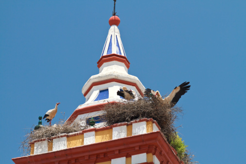 Storks on church rooftop