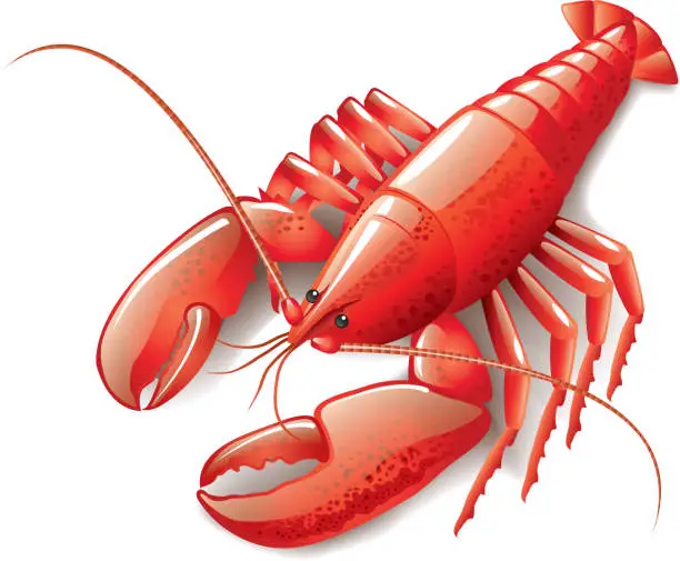 Vector illustration of Cooked lobster isolated on white