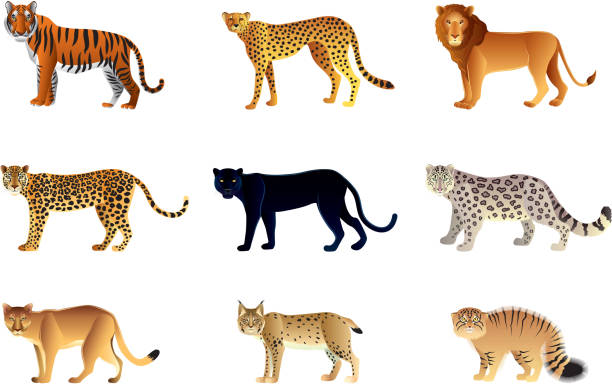 Onza Animal - Banco de fotos e imágenes de stock - iStock Onza Animal - Banco de fotos e imágenes de stock - iStock