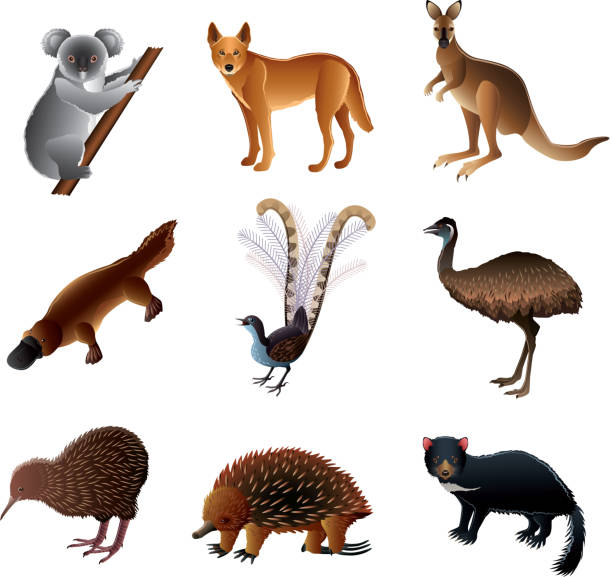 australische tiere vektor-set - dingo stock-grafiken, -clipart, -cartoons und -symbole