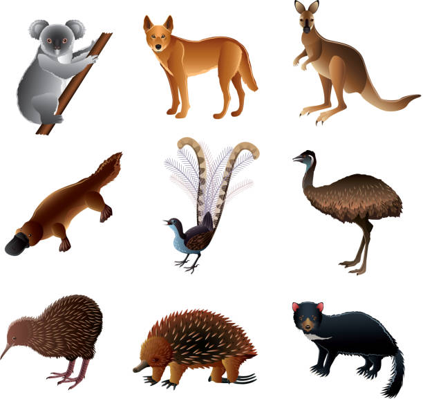 illustrazioni stock, clip art, cartoni animati e icone di tendenza di set vettoriale di animali australiano - tasmanian animals