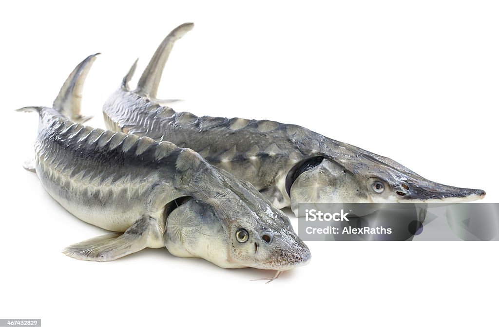 Sturgeon fish Fresh sturgeon fish isolated on white background Animal Fin Stock Photo