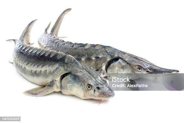Sturgeon Fish Stock Photo - Download Image Now - Animal Fin, Beluga Whale, Catch of Fish