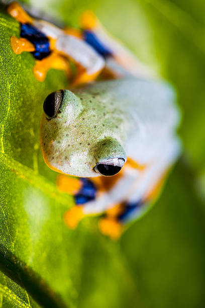 istock Jungle frog in natural environment 467433311