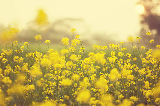 campo de mostaza durante la puesta del sol - mustard flower fotografías e imágenes de stock