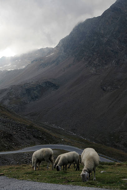 sheeps の山々 - regenwetter ストックフォトと画像