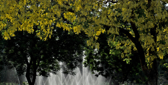 Trees of Amaltas laden with their yellow flowers and fountains in the bottom was captured in a garden.