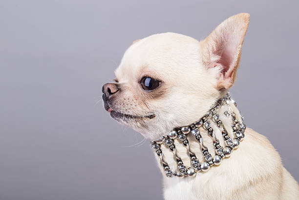 istock you chihuahua 467435333