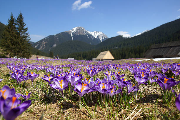 istock Crocuses in Chocholowska valley, Tatra Mountain, Poland 467435349