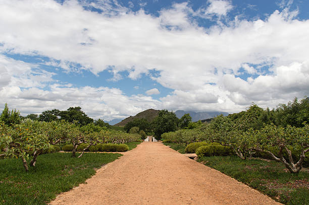 ガーデン - south africa cape town winelands constantia ストックフォトと画像