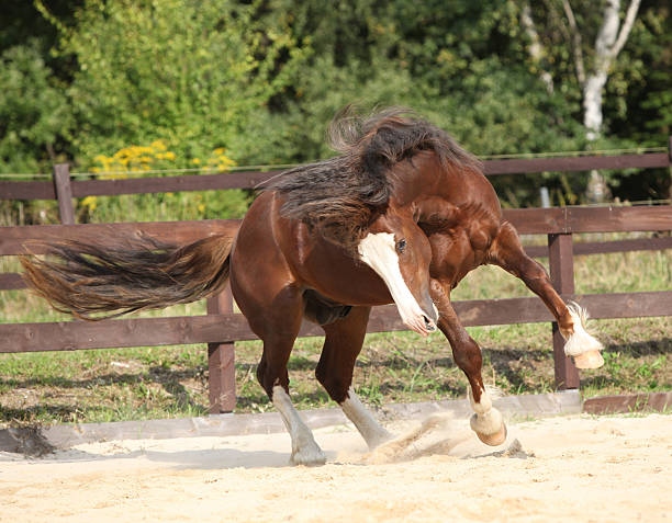 istock Beautiful stalion with long mane jumping 467436107