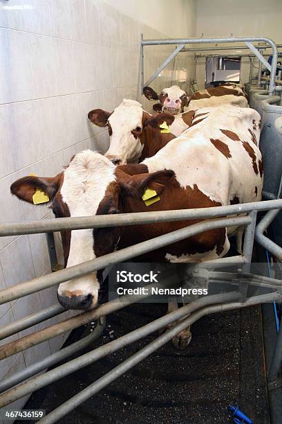 Gamar Sapi Perah Sapi Di Peternakan Sapi Perah Foto Stok - Unduh Gambar Sekarang ...