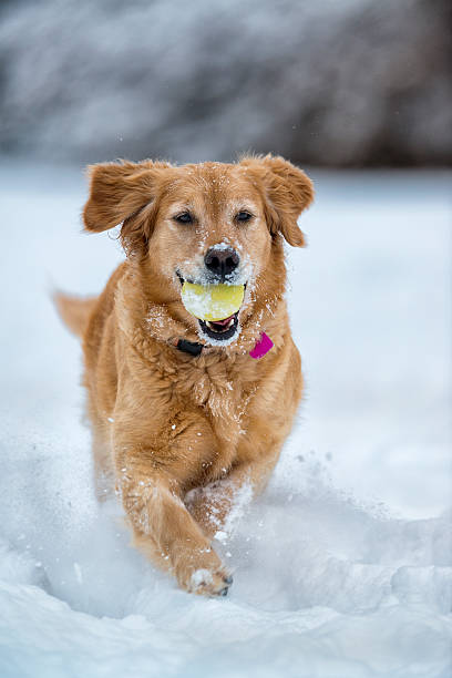 istock Dog playing fetch in the snow - Golden Retriever 467436680
