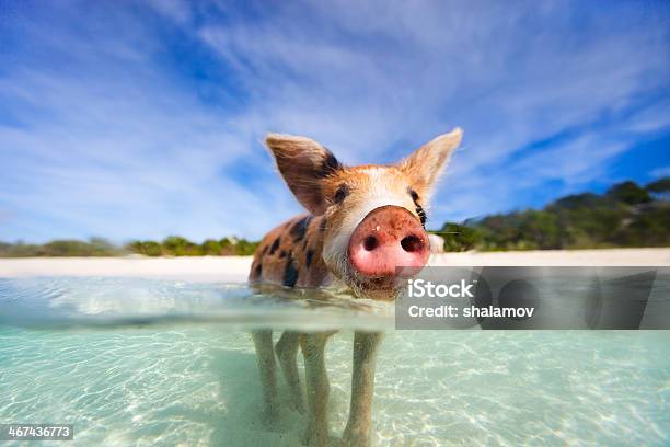 Photo libre de droit de Natation Porcs De Exumas banque d'images et plus d'images libres de droit de Porc - Mammifère ongulé - Porc - Mammifère ongulé, Bahamas, Natation