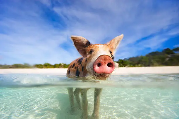 Little piglet in a water at beach on Exuma Bahamas