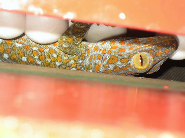 pois orange gecko - incubation period photos et images de collection