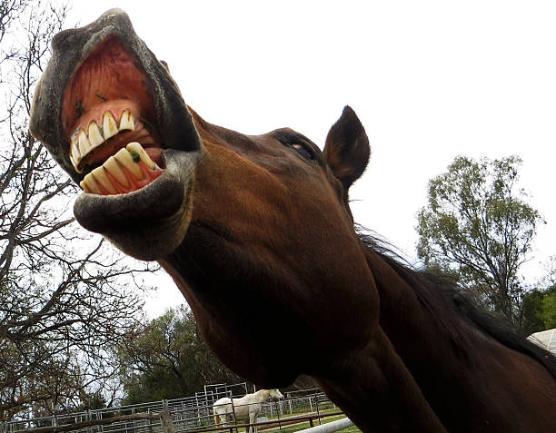 Two horses, bay and chestnut,  on a walk play, attacking each other. Communication animals on the farm. Bright emotions. Outdoors selective focus image.