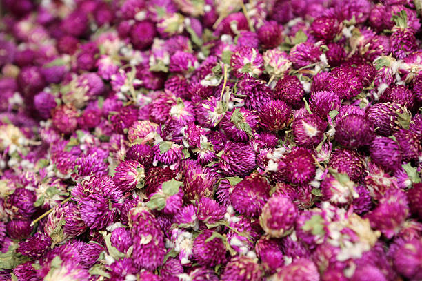 istock Dried Gomphrena Globosa Flower 467437692