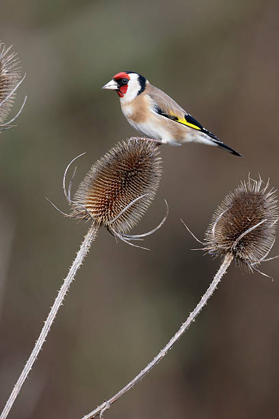 istock Goldfinch, Carduelis cardueliss 467438925
