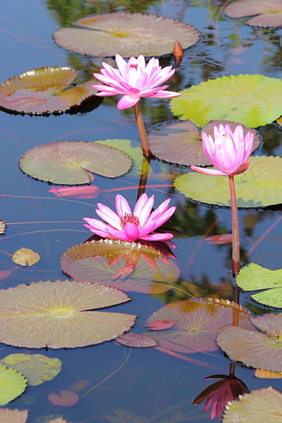 istock lotus flower in the pond 467438971