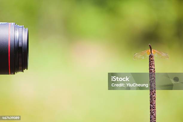 Pobierz Dragonfly - zdjęcia stockowe i więcej obrazów Bliskie zbliżenie - Bliskie zbliżenie, Część ciała zwierzęcia, Dzikie zwierzęta