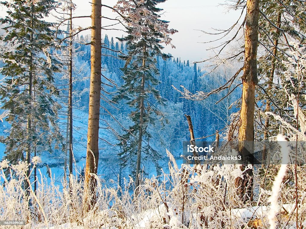 Snowy Winter Forest Winter coniferous forest, snow, frosty sunny day 2015 Stock Photo