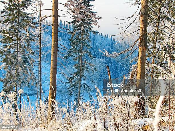 Snowy Winter Forest Stock Photo - Download Image Now - 2015, Christmas, Clear Sky