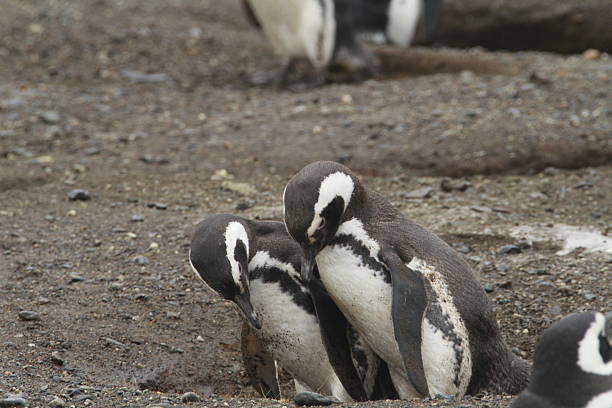 istock Penguins in Patagonia 467439950
