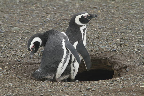 istock Penguins in Patagonia 467439954