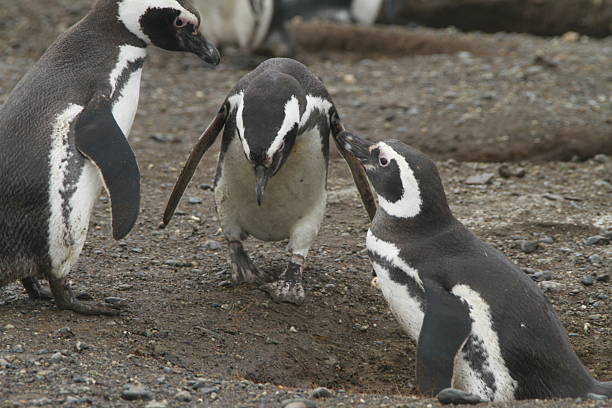 istock Penguins in Patagonia 467439972