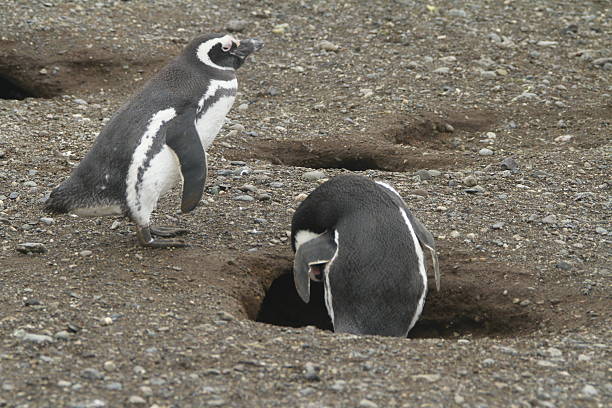 istock Penguins in Patagonia 467439986