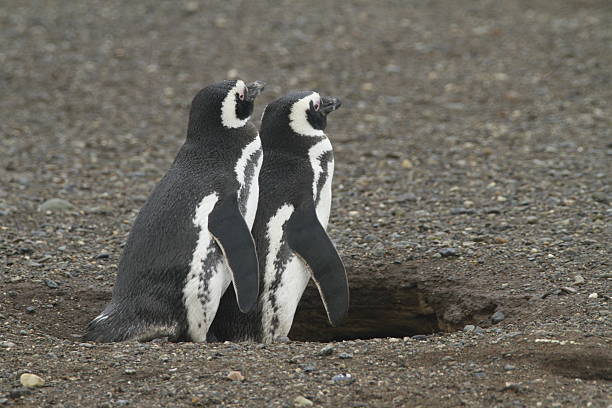 istock Penguins in Patagonia 467440320