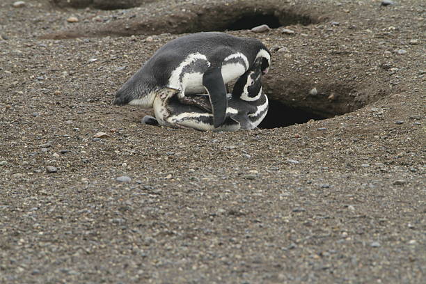 istock Penguins in Patagonia 467440356