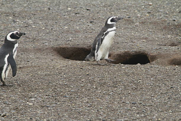 istock Penguins in Patagonia 467440382