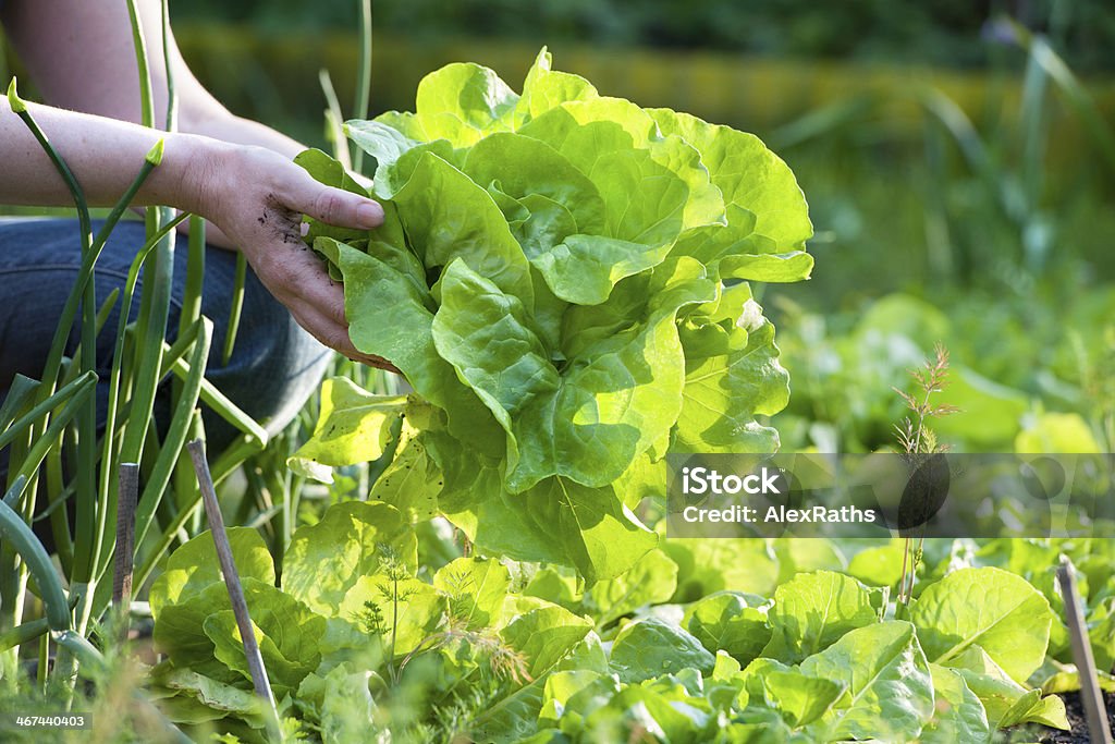Pflücken Gemüse - Lizenzfrei Salat - Blattgemüse Stock-Foto