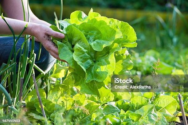 Pflücken Gemüse Stockfoto und mehr Bilder von Salat - Blattgemüse - Salat - Blattgemüse, Salat - Speisen, Gemüsegarten